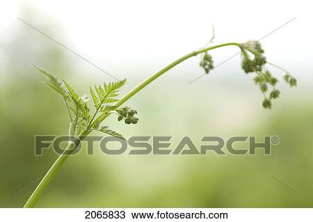 Stock Image - Plant, Poland. Fotosearch