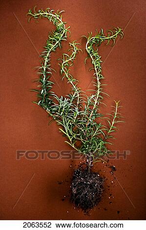 Plant With Roots; Canada, Alberta View Large Photo Image Stock Image - Plant With Roots; Canada, Alberta. Fotosearch
