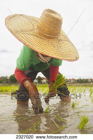 Planting new rice; Chiang mai thailand View Large Photo Image Stock Image - Planting new rice; Chiang mai thailand. Fotosearch