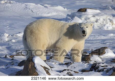 Stock Photograph - Polar Bear (Ursus Maritimus) Along The Shores Of Hudson's Bay; Churchill Manitoba Canada. Fotosearch