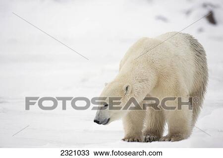 Polar Bear (Ursus Maritimus); Churchill Manitaba Canada View Large Photo Image Stock Image - Polar Bear (Ursus Maritimus); Churchill Manitaba Canada. Fotosearch