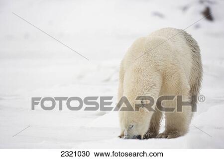 Polar Bear (Ursus Maritimus) Eating Snow; Churchill Manitoba Canada View Large Photo Image Stock Image - Polar Bear (Ursus Maritimus) Eating Snow; Churchill Manitoba Canada. Fotosearch