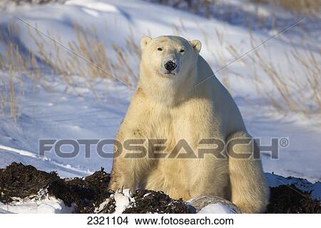 Polar Bear (Ursus Maritimus) Enjoying The Afternoon Light Along The Shores Of Hudson's Bay; Churchill Manitoba Canada View Large Photo Image Picture - Polar Bear (Ursus Maritimus) Enjoying The Afternoon Light Along The Shores Of Hudson's Bay; Churchill Manitoba Canada. Fotosearch