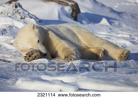 Polar Bear (Ursus Maritimus) Enjoying The Afternoon Light Along The Shores Of Hudson's Bay; Churchill Manitoba Canada View Large Photo Image Picture - Polar Bear (Ursus Maritimus) Enjoying The Afternoon Light Along The Shores Of Hudson's Bay; Churchill Manitoba Canada. Fotosearch