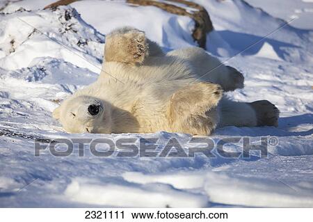 Polar Bear (Ursus Maritimus) Enjoying The Afternoon Light Along The Shores Of Hudson's Bay; Churchill Manitoba Canada View Large Photo Image Stock Image - Polar Bear (Ursus Maritimus) Enjoying The Afternoon Light Along The Shores Of Hudson's Bay; Churchill Manitoba Canada. Fotosearch