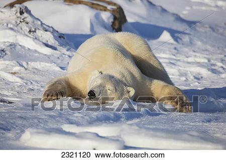 Stock Image - Polar Bear (Ursus Maritimus) Enjoying The Afternoon Light Along The Shores Of Hudson's Bay; Churchill Manitoba Canada. Fotosearch