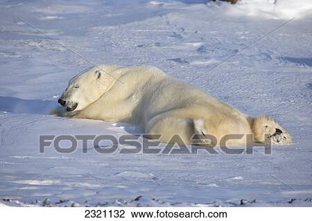 Polar Bear (Ursus Maritimus) Enjoying The Afternoon Light Along The Shores Of Hudson's Bay; Churchill Manitoba Canada View Large Photo Image Stock Image - Polar Bear (Ursus Maritimus) Enjoying The Afternoon Light Along The Shores Of Hudson's Bay; Churchill Manitoba Canada. Fotosearch