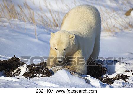 Polar Bear (Ursus Maritimus) Enjoying The Afternoon Light Along The Shores Of Hudson's Bay; Churchill Manitoba Canada View Large Photo Image Stock Photo - Polar Bear (Ursus Maritimus) Enjoying The Afternoon Light Along The Shores Of Hudson's Bay; Churchill Manitoba Canada. Fotosearch