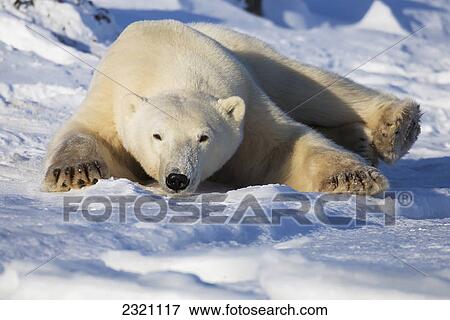 Polar Bear (Ursus Maritimus) Enjoying The Afternoon Light Along The Shores Of Hudson's Bay; Churchill Manitoba Canada View Large Photo Image Stock Photo - Polar Bear (Ursus Maritimus) Enjoying The Afternoon Light Along The Shores Of Hudson's Bay; Churchill Manitoba Canada. Fotosearch