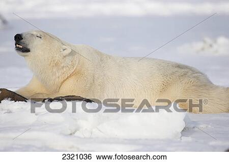 Polar Bear (Ursus Maritimus) Enjoying The Afternoon Light Along The Shores Of Hudson's Bay; Churchill Manitoba Canada View Large Photo Image Stock Photograph - Polar Bear (Ursus Maritimus) Enjoying The Afternoon Light Along The Shores Of Hudson's Bay; Churchill Manitoba Canada. Fotosearch