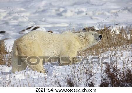Polar Bear (Ursus Maritimus) In The Sunshine; Churchill Manitoba Canada View Large Photo Image Picture - Polar Bear (Ursus Maritimus) In The Sunshine; Churchill Manitoba Canada. Fotosearch