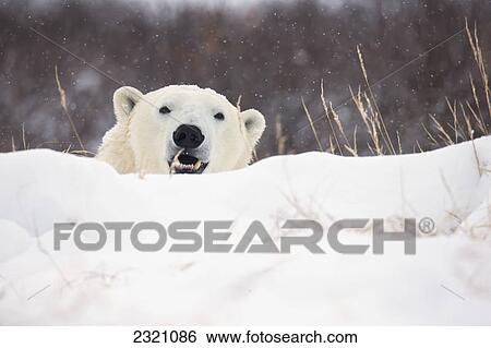 Polar Bear (Ursus Maritimus) Sitting In The Snow; Churchill Manitoba Canada View Large Photo Image Stock Photograph - Polar Bear (Ursus Maritimus) Sitting In The Snow; Churchill Manitoba Canada. Fotosearch