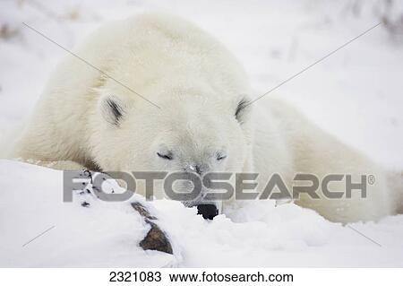 Stock Image - Polar Bear (Ursus Maritimus) Sleeping In The Snow; Churchill Manitoba Canada. Fotosearch