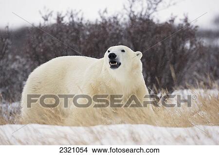 Picture - Polar Bear (Ursus Maritimus) Walking Along The Shores Of Hudson's Bay; Churchill Manitoba Canada. Fotosearch