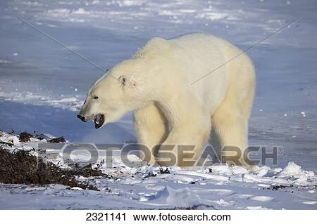 Polar Bear (Ursus Maritimus) Walking Along Hudson's Bay; Churchill Manitoba Canada View Large Photo Image Stock Image - Polar Bear (Ursus Maritimus) Walking Along Hudson's Bay; Churchill Manitoba Canada. Fotosearch