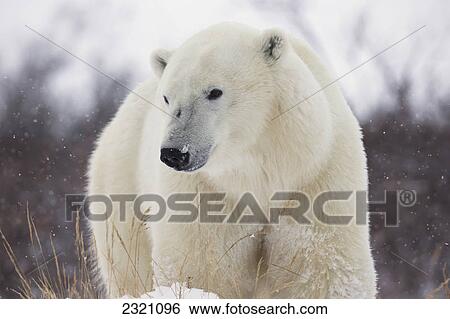 Polar Bear (Ursus Maritimus) Walking Along Hudson's Bay; Churchill Manitoba Canada View Large Photo Image Stock Photograph - Polar Bear (Ursus Maritimus) Walking Along Hudson's Bay; Churchill Manitoba Canada. Fotosearch