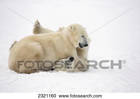 Stock Image - Polar Bears Play Fighting Along The Shores Of Hudson's Bay; Churchill Manitoba Canada. Fotosearch