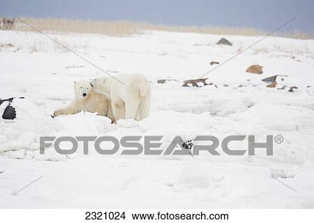Polar Bears (Ursus Maritimus) Play Fighting Along The Shores Of Hudson's Bay; Churchill Manitoba Canada View Large Photo Image Picture - Polar Bears (Ursus Maritimus) Play Fighting Along The Shores Of Hudson's Bay; Churchill Manitoba Canada. Fotosearch