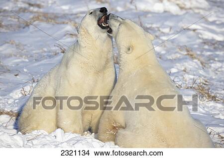 Polar Bears (Ursus Maritimus) Play Fighting Along The Shores Of Hudson's Bay; Churchill Manitoba Canada View Large Photo Image Picture - Polar Bears (Ursus Maritimus) Play Fighting Along The Shores Of Hudson's Bay; Churchill Manitoba Canada. Fotosearch