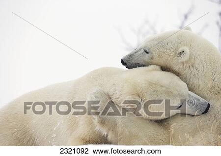 Polar Bears (Ursus Maritimus) Play Fighting Along The Shores Of Hudson's Bay; Churchill Manitoba Canada View Large Photo Image Stock Image - Polar Bears (Ursus Maritimus) Play Fighting Along The Shores Of Hudson's Bay; Churchill Manitoba Canada. Fotosearch