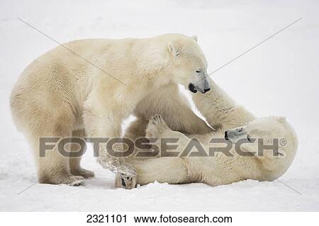 Polar Bears (Ursus Maritimus) Play Fighting Along The Shores Of Hudson's Bay; Churchill Manitoba Canada View Large Photo Image Stock Image - Polar Bears (Ursus Maritimus) Play Fighting Along The Shores Of Hudson's Bay; Churchill Manitoba Canada. Fotosearch