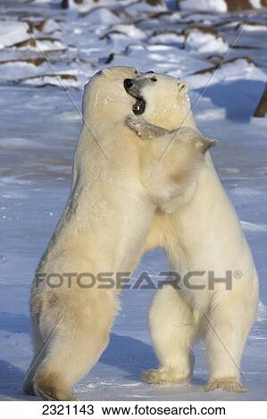 Polar Bears (Ursus Maritimus) Play Fighting Along The Shores Of Hudson's Bay; Churchill Manitoba Canada View Large Photo Image Stock Image - Polar Bears (Ursus Maritimus) Play Fighting Along The Shores Of Hudson's Bay; Churchill Manitoba Canada. Fotosearch