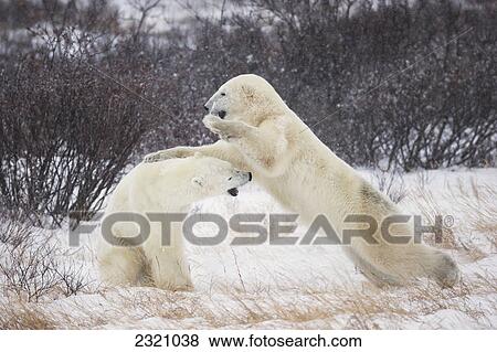 Stock Photo - Polar Bears (Ursus Maritimus) Play Fighting Along The Shores Of Hudson's Bay; Churchill Manitoba Canada. Fotosearch