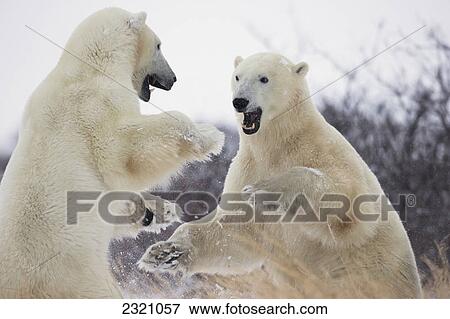 Stock Photo - Polar Bears (Ursus Maritimus) Play Fighting Along The Shores Of Hudson's Bay; Churchill Manitoba Canada. Fotosearch