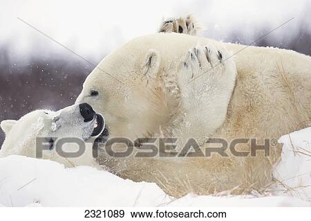 Stock Photo - Polar Bears (Ursus Maritimus) Play Fighting Along The Shores Of Hudson's Bay; Churchill Manitoba Canada. Fotosearch