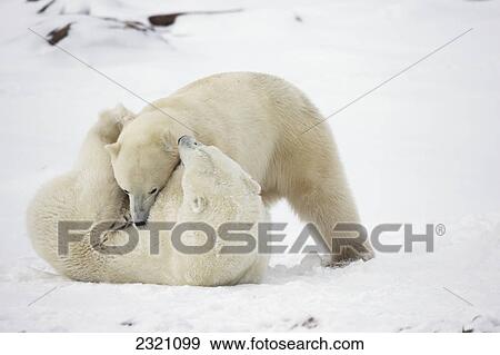 Stock Photo - Polar Bears (Ursus Maritimus) Play Fighting Along The Shores Of Hudson's Bay; Churchill Manitoba Canada. Fotosearch