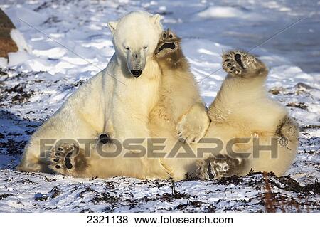 Polar Bears (Ursus Maritimus) Play Fighting Along The Shores Of Hudson's Bay; Churchill Manitoba Canada View Large Photo Image Stock Photo - Polar Bears (Ursus Maritimus) Play Fighting Along The Shores Of Hudson's Bay; Churchill Manitoba Canada. Fotosearch