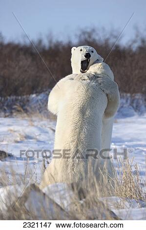 Polar Bears (Ursus Maritimus) Play Fighting Along The Shores Of Hudson's Bay; Churchill Manitoba Canada View Large Photo Image Stock Photo - Polar Bears (Ursus Maritimus) Play Fighting Along The Shores Of Hudson's Bay; Churchill Manitoba Canada. Fotosearch