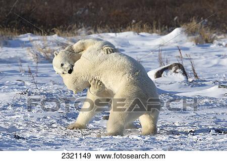 Polar Bears (Ursus Maritimus) Play Fighting Along The Shores Of Hudson's Bay; Churchill Manitoba Canada View Large Photo Image Stock Photo - Polar Bears (Ursus Maritimus) Play Fighting Along The Shores Of Hudson's Bay; Churchill Manitoba Canada. Fotosearch