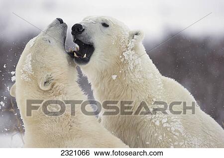 Stock Photograph - Polar Bears (Ursus Maritimus) Play Fighting Along The Shores Of Hudson's Bay; Churchill Manitoba Canada. Fotosearch