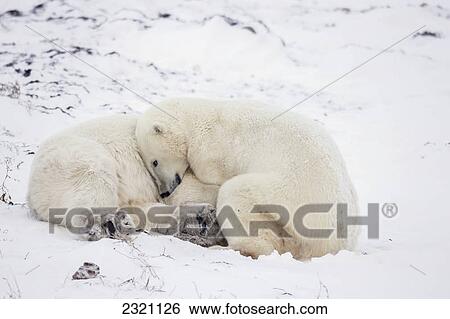 Stock Photograph - Polar Bears (Ursus Maritimus) Play Fighting Along The Shores Of Hudson's Bay; Churchill Manitoba Canada. Fotosearch