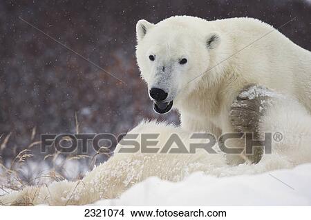 Picture - Polar Bears (Ursus Maritimus) Playing In The Snow; Churchill Manitoba Canada. Fotosearch