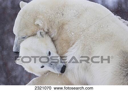 Polar Bears (Ursus Maritimus) Playing Along The Shores Of Hudson's Bay; Churchill Manitoba Canada View Large Photo Image Stock Image - Polar Bears (Ursus Maritimus) Playing Along The Shores Of Hudson's Bay; Churchill Manitoba Canada. Fotosearch