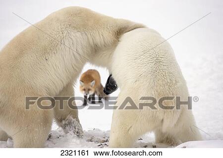 Stock Image - Polar Bears (Ursus Maritimus) Wrestling While Waiting For Hudson's Bay To Freeze Over With A Red Fox (Vulpes Vulpes) In The Background; Churchill Manitoba Canada. Fotosearch