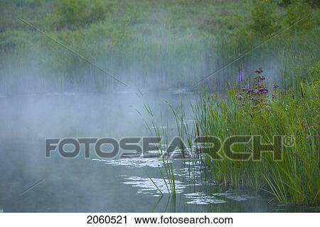 Pond With Reeds And Wildflowers, Ontario View Large Photo Image Stock Image - Pond With Reeds And Wildflowers, Ontario. Fotosearch