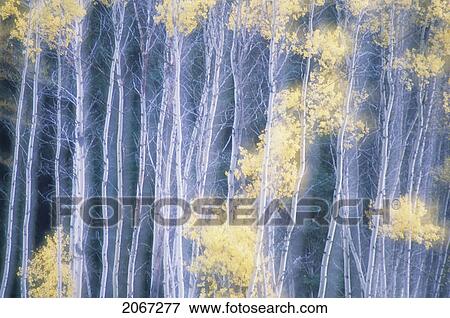 Stock Photo - Poplar Trees In Autumn, Grey Creek Pass, East Kootenays, British Columbia, Canada. Fotosearch