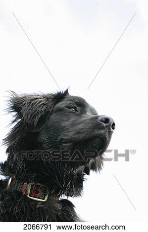 Stock Image - Portrait Of A Black Dog, Chamonix, France. Fotosearch