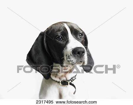 Stock Photography - Portrait Of A Dog. Fotosearch
