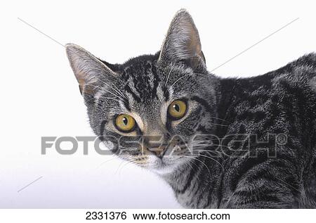Portrait of a grey tabby cat; Vancouver british columbia canada View Large Photo Image Stock Photograph - Portrait of a grey tabby cat; Vancouver british columbia canada. Fotosearch