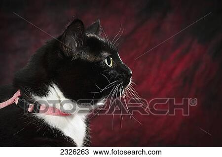 Portrait of a profile of a cat on a red backdrop; St. albert alberta canada View Large Photo Image Stock Image - Portrait of a profile of a cat on a red backdrop; St. albert alberta canada. Fotosearch