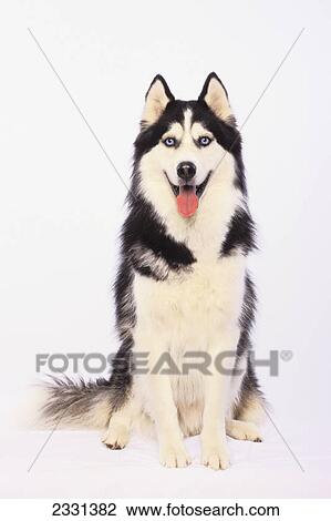 Stock Image - Portrait of a siberian husky; British columbia canada. Fotosearch