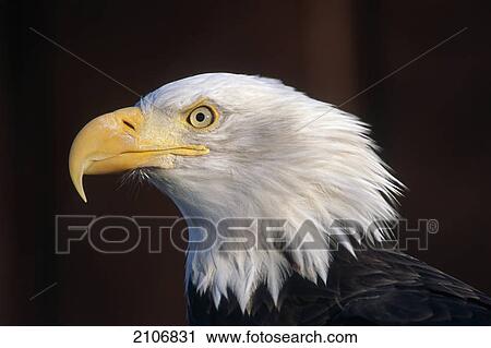 Portrait Of Mature Bald Eagle Captive Alaska Wild Conservation Center Summer Sc Alaska View Large Photo Image Stock Image - Portrait Of Mature Bald Eagle Captive Alaska Wild Conservation Center Summer Sc Alaska. Fotosearch