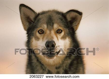 Portrait Of Mixed Breed Dog (Collie, Husky, Shepherd Cross), Canada, Alberta View Large Photo Image Stock Photo - Portrait Of Mixed Breed Dog (Collie, Husky, Shepherd Cross), Canada, Alberta. Fotosearch