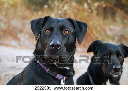 Portrait of two black dogs sitting outside on a frosty morning near yosemite national park; Coulterville california united states of america View Large Photo Image Stock Photography - Portrait of two black dogs sitting outside on a frosty morning near yosemite national park; Coulterville california united states of america. Fotosearch