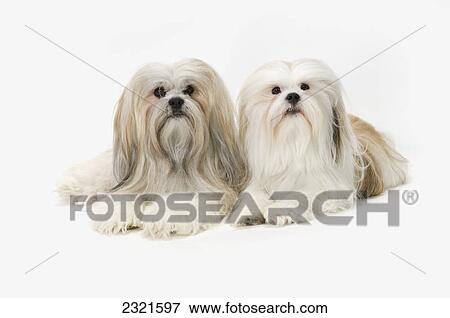 Portrait Of Two Lhasa Apso Puppies On A White Background; St. Albert Alberta Canada View Large Photo Image Stock Photo - Portrait Of Two Lhasa Apso Puppies On A White Background; St. Albert Alberta Canada. Fotosearch