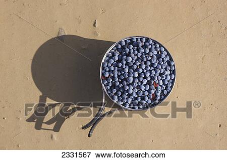 Pot of blueberries; Alaska united states of america View Large Photo Image Stock Photo - Pot of blueberries; Alaska united states of america. Fotosearch